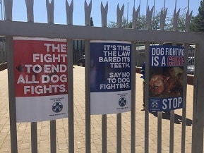 Dog Fighting Reality in South Africa