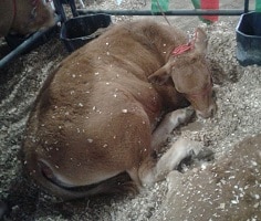 Cruelty and Mishandling uncovered at Livestock Trade Fair
