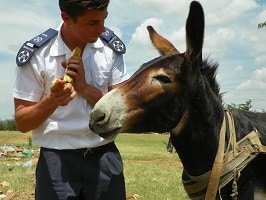 NSPCA Arno and Donkey