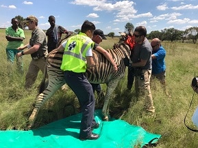 Rescue Of Zebra In Germiston