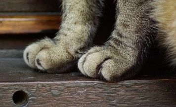 Cat Claws Close-up