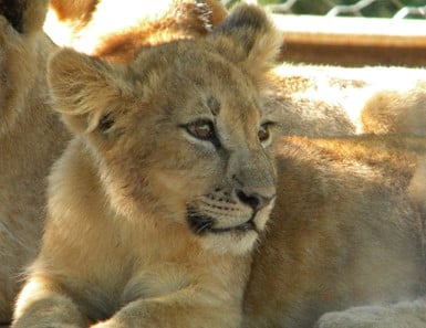 Captive Lion Cubs