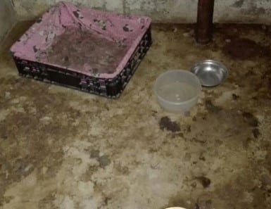 Horror Findings at Free State Puppy Farm