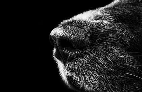 Dog nose Close-up