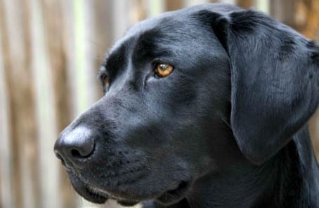 Dog Portrait Closeup