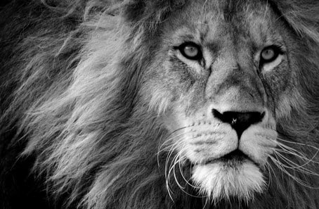 Lion Close-up in Black and White
