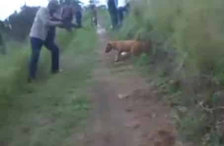 Cruel Shooting of a Dog in the Melmoth Area