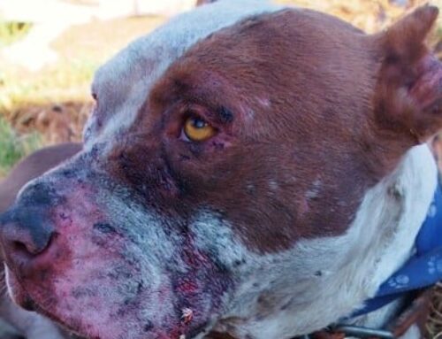 Another 3 Dog Fighters Sentenced