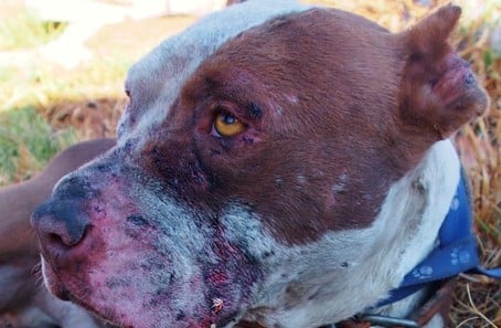 Dog Injured from Dog Fighting in Dobsonville