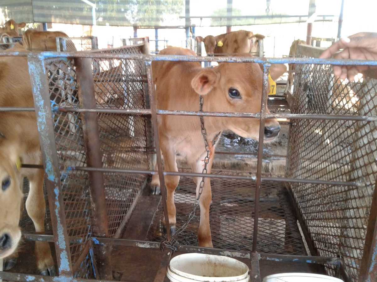 Calves during an inspection at Malati Dairy and Fruit Juices
