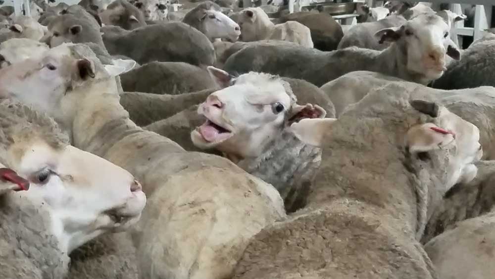 Flock of Sheep Live Export of Animals