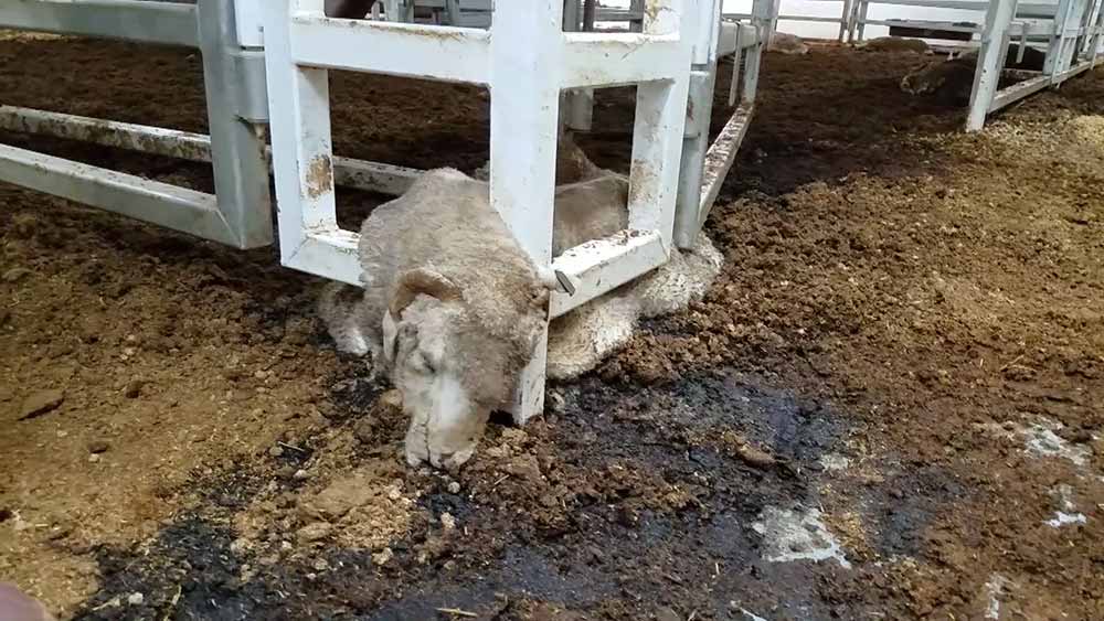 Live Export of Animals Sheep in Distress