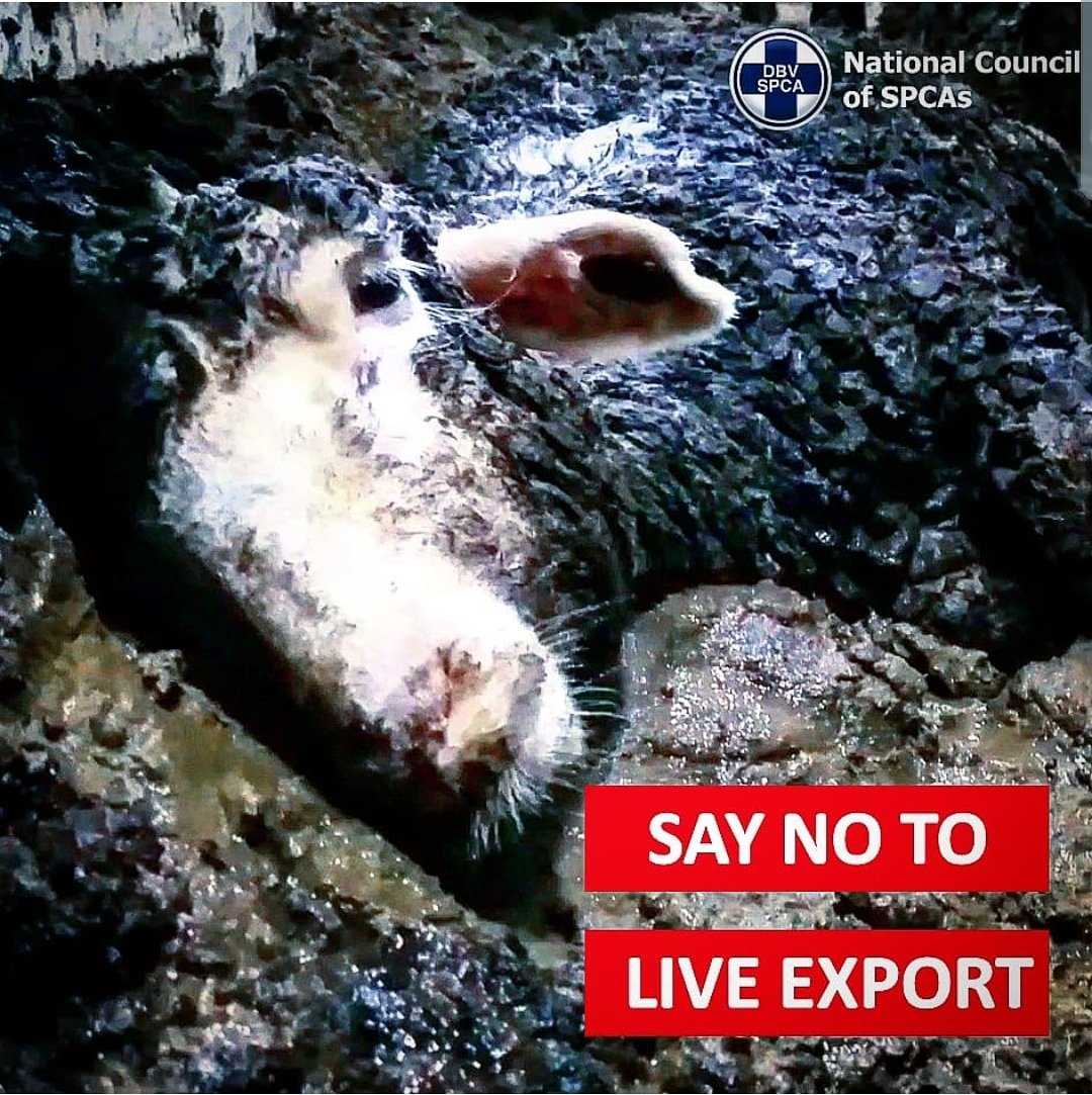 NSPCA Say No To Live Export Banner