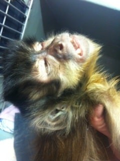 Elvis, the Capuchin Monkey Admittance