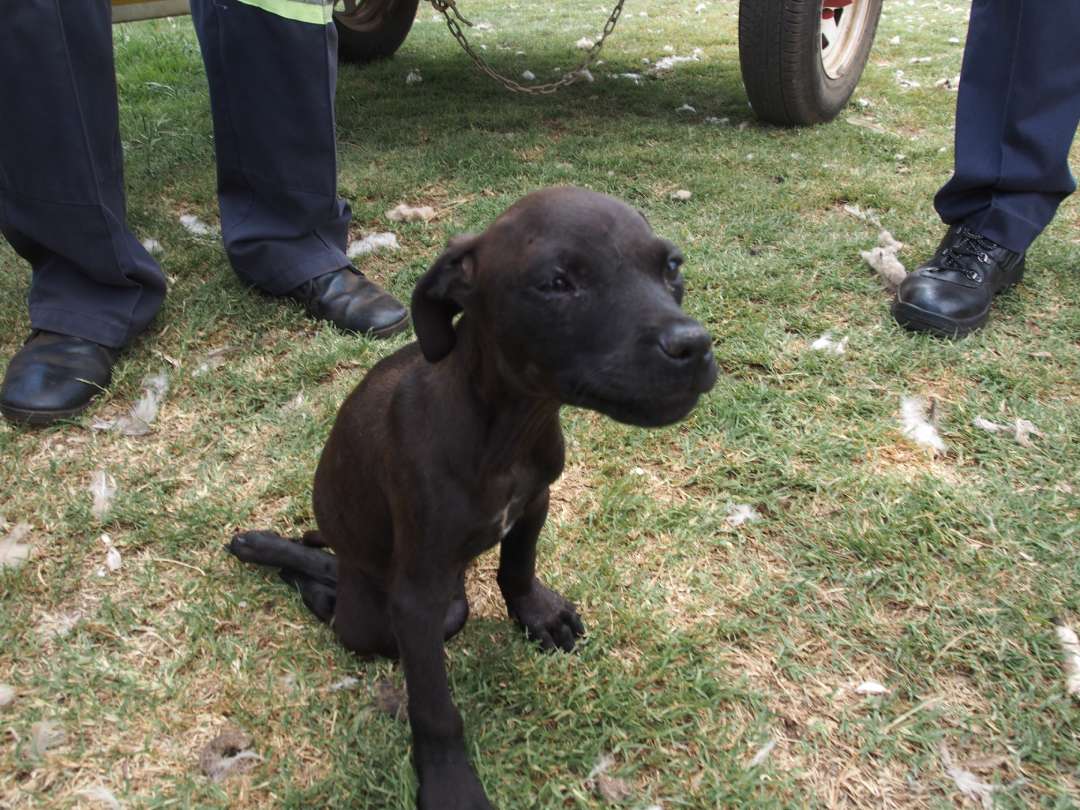 Scared dog rescued by NSPCA Inspectors