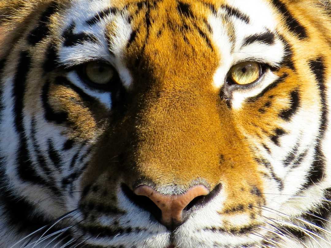 Tiger face close-up