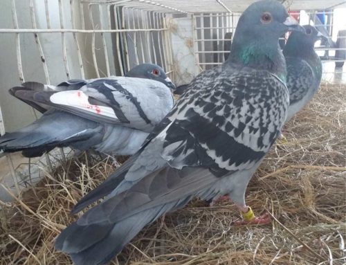 Alarmingly Low Returns for South African Million Dollar Pigeon Race
