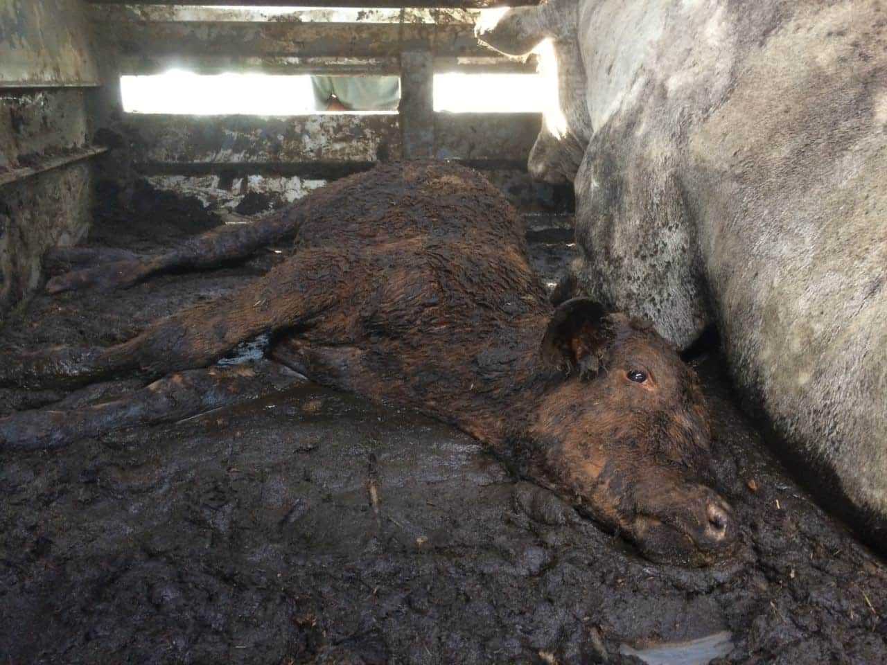 Calf in transit Livestock Driver Found Guilty of Animal Cruelty