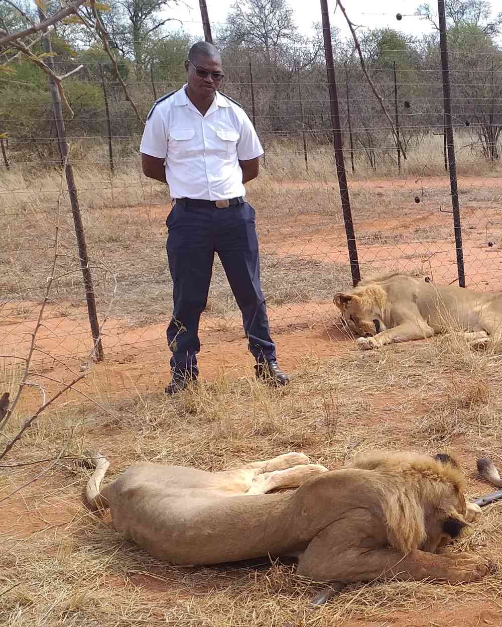 NSPCA inspector Matt with relocated Captive Lions