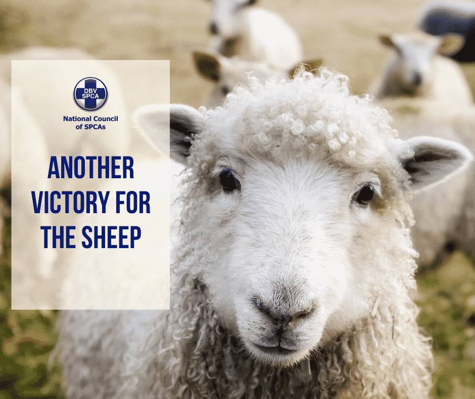 NSPCA Sheep poster