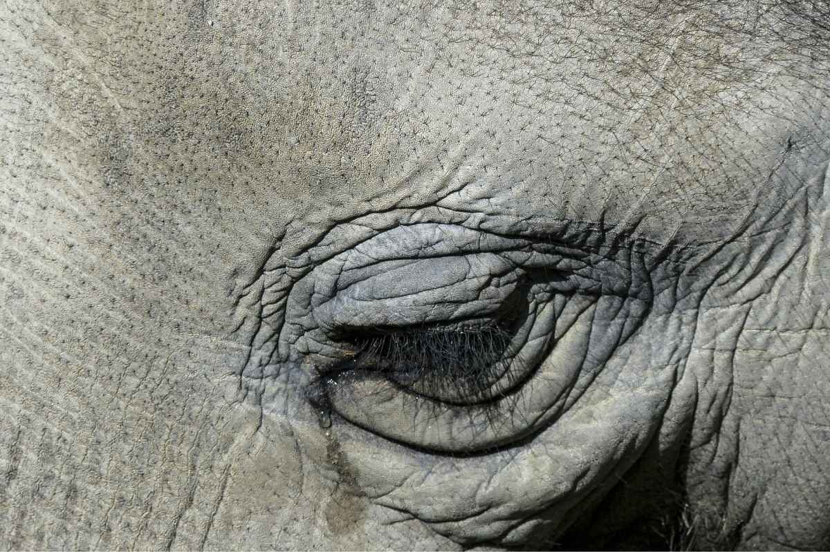 Tearing Elephant close-up