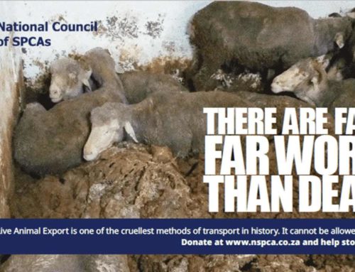 Live Export: NSPCA Launches Urgent Application to the High Court – Gerrie Nel Taking Lead
