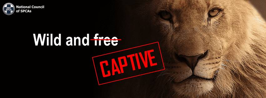 NSPCA Captive Free Animals Poster