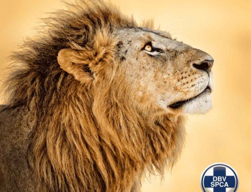 The NSPCA Challenges the Captive Lion Industry