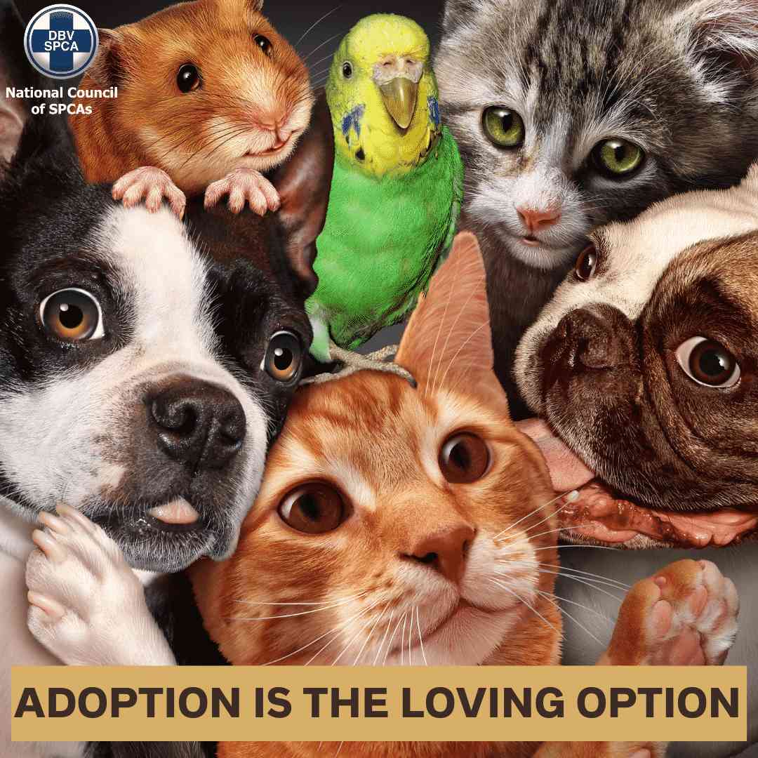 NSPCA Pet adoption poster