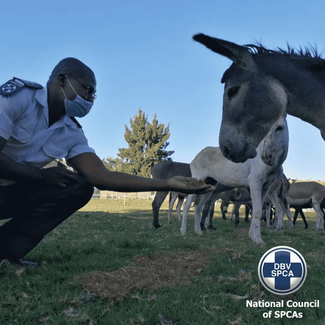 NSPCA inspector feeding a Donkey