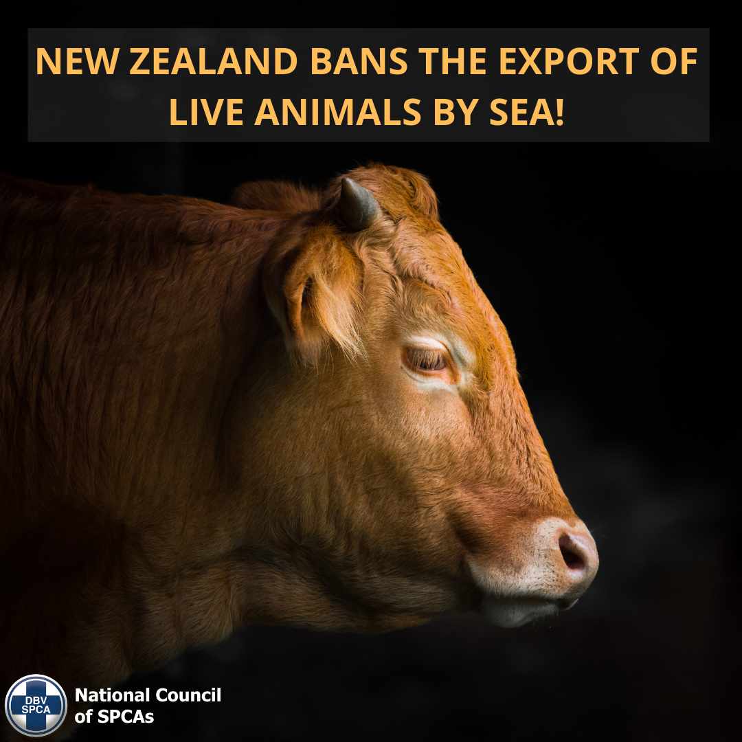 New Zealand bans the export of live animals by sea poster