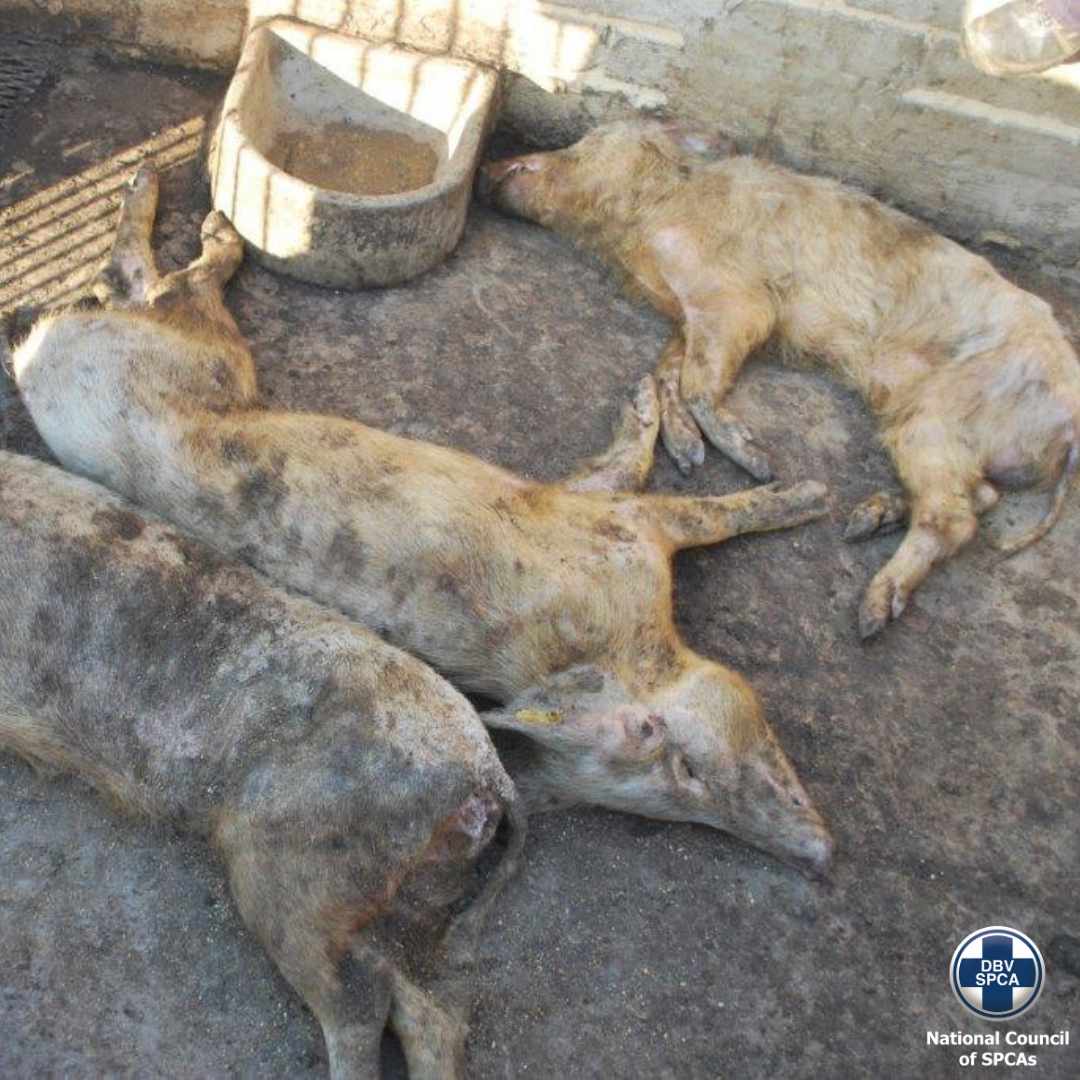 Sleeping pigs Thandi at Modise Farm