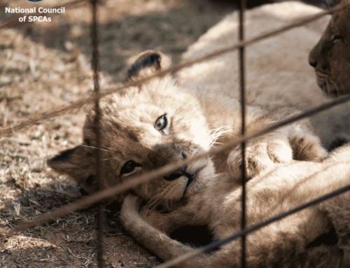 NSPCA – Released Report on Captive Lion Industry