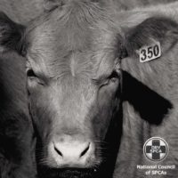 Cattle with an ear tag