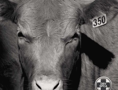 The NSPCA is Appalled at Yet Another Live Export Vessel Causing Animals to Suffer