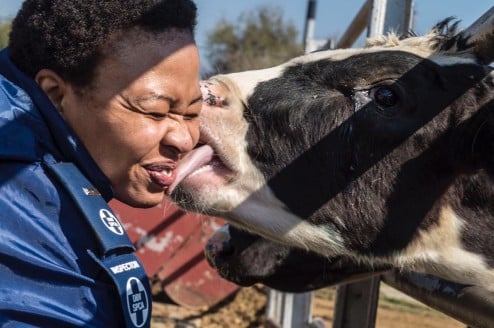NSPCA Lebo cow kiss