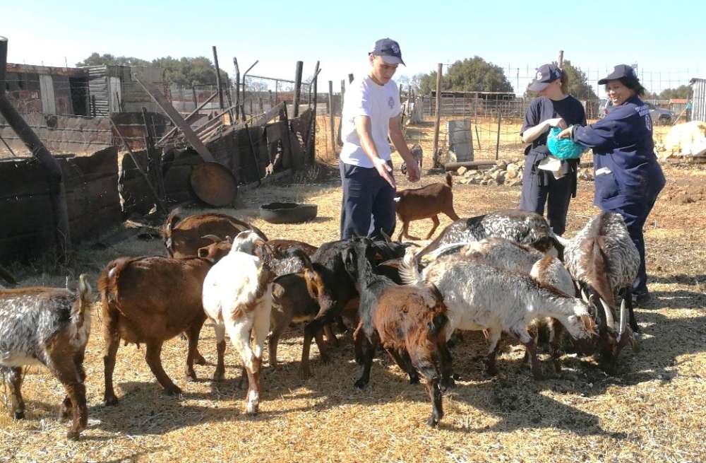 Goats being inspected by NSPCA