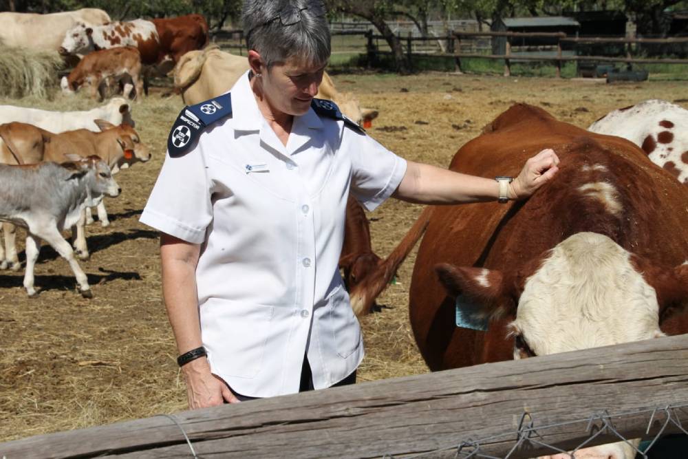 NSPCA Inspector with examining a Cow