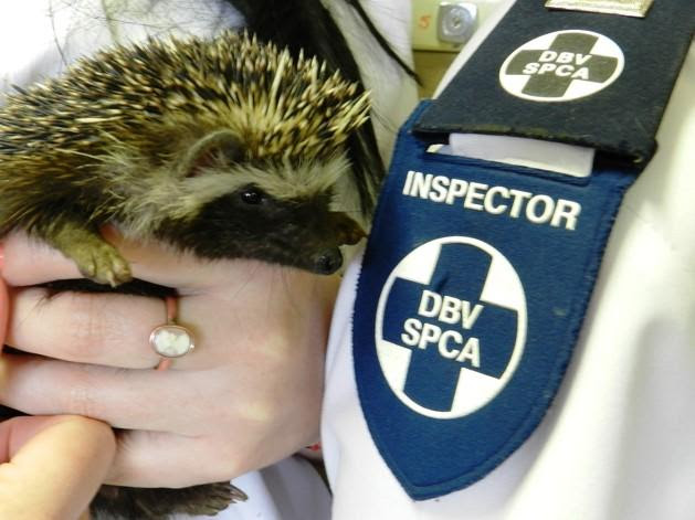NSPCA Inspector holding a Hedgehog