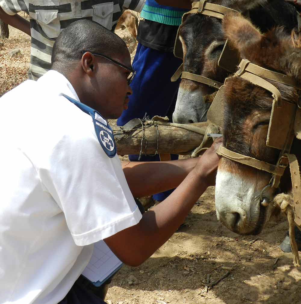 NSPCA inspector examining working Donkeys