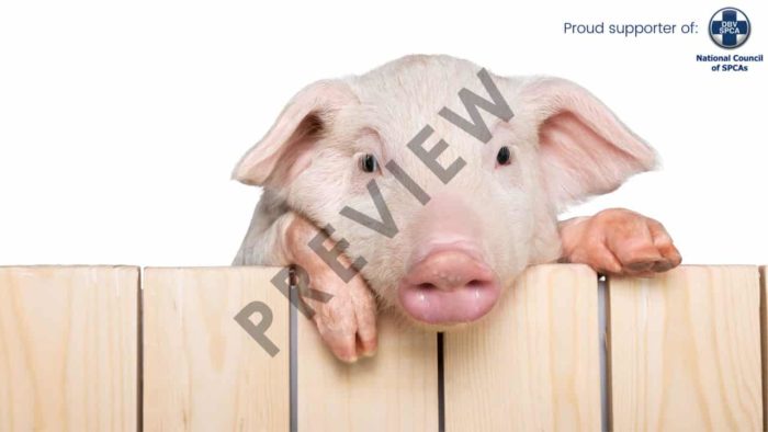 NSPCA Zoom Background Preview - Pig