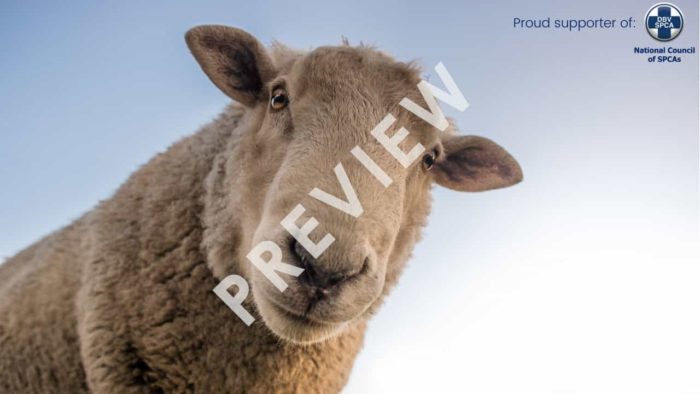 NSPCA Zoom Background Preview - Sheep