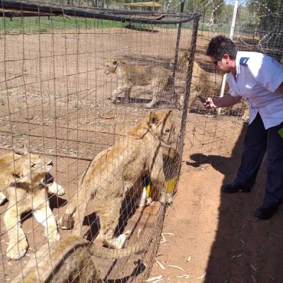 Captive Lion Industry