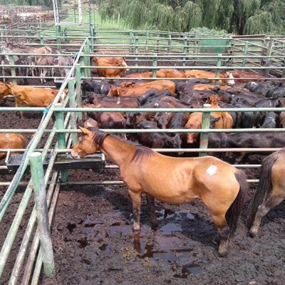 Farm Animal Protection - Animal Saleyards