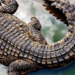 What is the RSPCA's view on crocodile farming? – RSPCA Knowledgebase