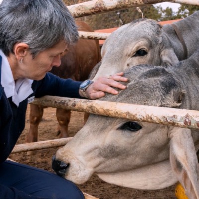 Farm Animal Protection - Dairy Farms