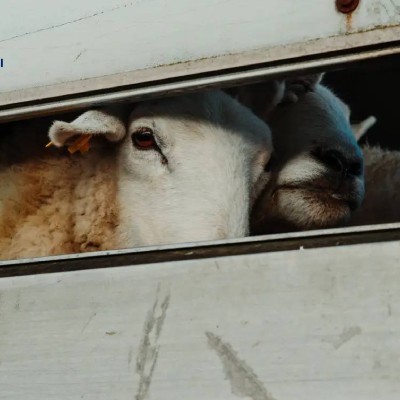 Farm Animal Protection - Transport of Live Animals by Land