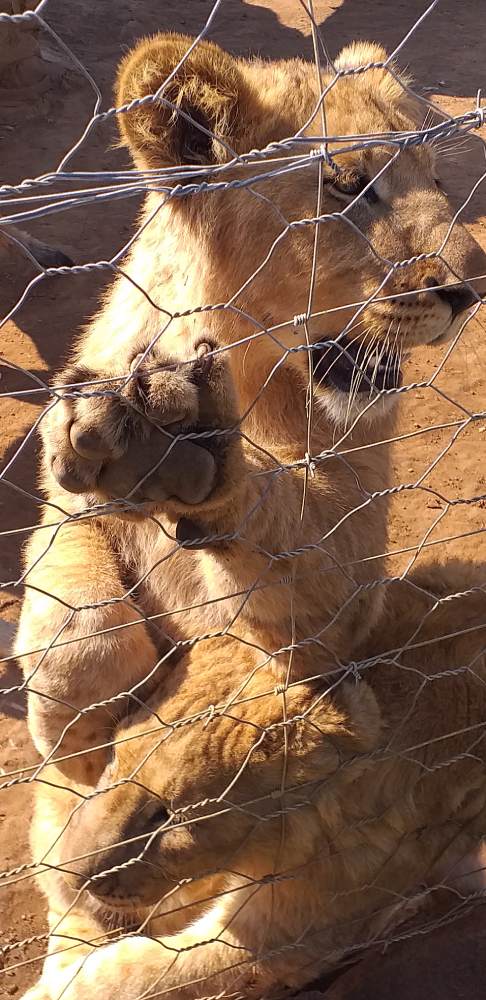 Lioness at Captive Lion Facilities