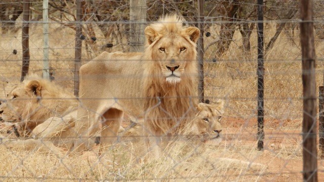 Lions at Captive Lion Facilities