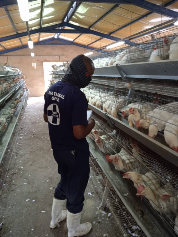 NSPCA Inspector examining a Chicken Farm